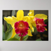 Cattleya Poster (Voorkant)