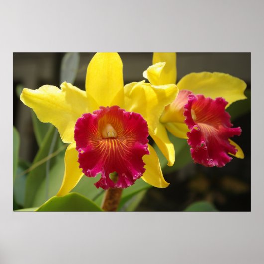 Cattleya Poster (Voorkant)