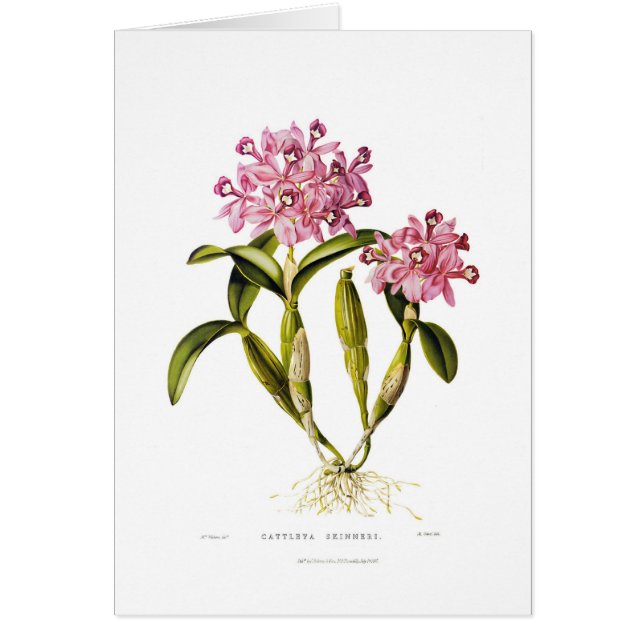 Cattleya skinneri (Voorkant)