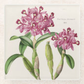 Cattleya skinneri door Bateman Orchid Print Glazen Onderzetter (Voorkant)