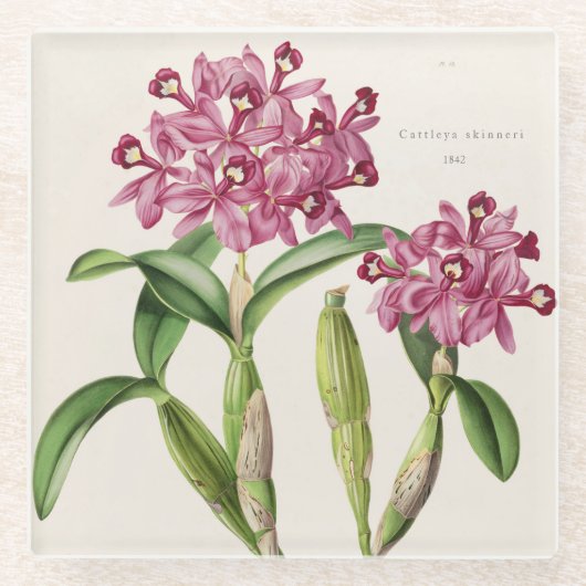 Cattleya skinneri door Bateman Orchid Print Glazen Onderzetter (Voorkant)