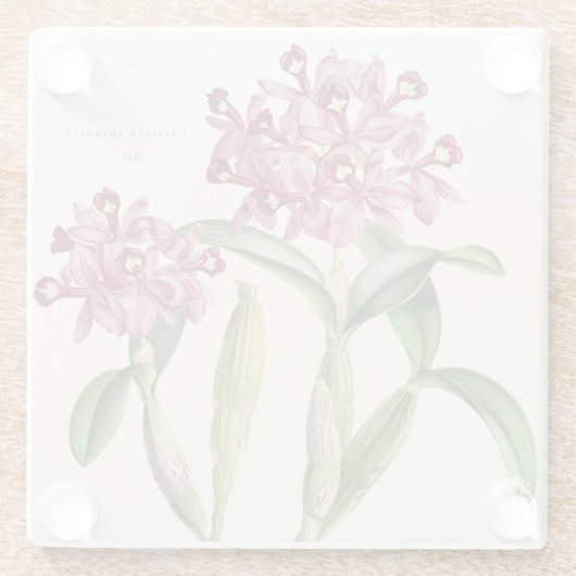 Cattleya skinneri door Bateman Orchid Print Glazen Onderzetter (Achterkant)