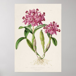 Cattleya skinneri door Bateman Orchideeënprint Poster