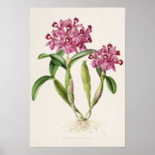 Cattleya skinneri door Bateman Orchideeënprint Poster