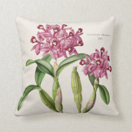 Cattleya skinneri Orchidee Botanisch 1842 door Bat Kussen