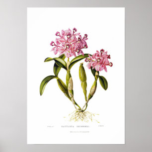 Cattleya skinneri van Augusta Innes Withers. Poster