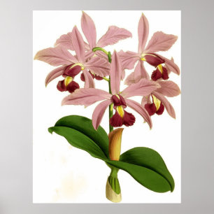  Cattleya Superba Orchidee Flower Poster