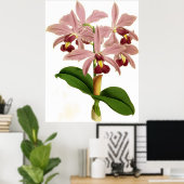 Cattleya Superba Orchidee Flower Poster (Thuiskantoor)