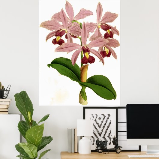  Cattleya Superba Orchidee Flower Poster (Thuiskantoor)
