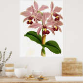 Cattleya Superba Orchidee Flower Poster (Keuken)