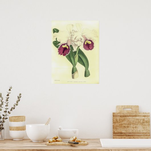  Cattleya Triana Orchidee Flower Poster (Keuken)