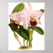  Cattleya Triana Orchidee Flower Poster (Voorkant)