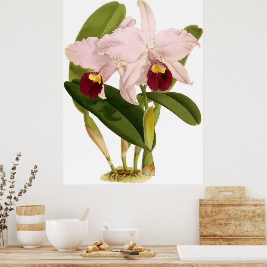  Cattleya Triana Orchidee Flower Poster (Keuken)