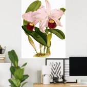  Cattleya Triana Orchidee Flower Poster (Thuiskantoor)