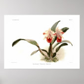 Cattleya trianae ernesti poster (Voorkant)