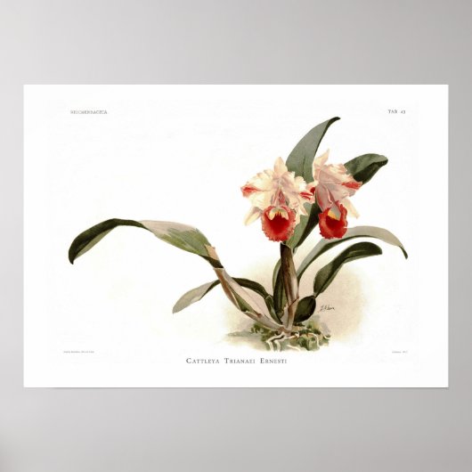 Cattleya trianae ernesti poster (Voorkant)