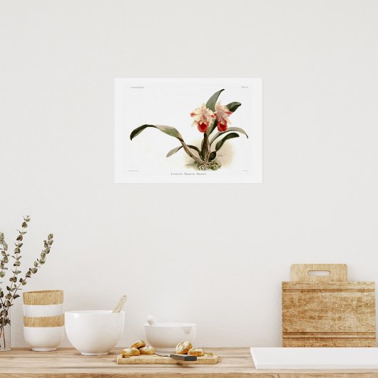 Cattleya trianae ernesti poster (Keuken)