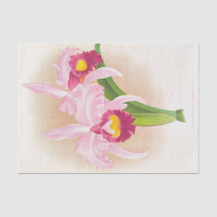 Cattleya Trianae Var Purpurata (Orchid) van Linden Tissuepapier