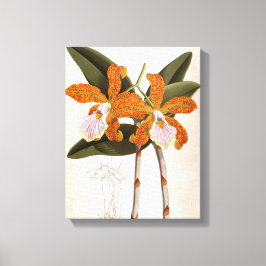 Cattleya Velutina  Lindenia Orchid Canvas Afdruk