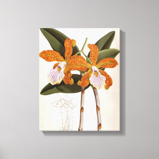Cattleya Velutina  Lindenia Orchid Canvas Afdruk (Voorkant)