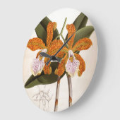 Cattleya Velutina  Lindenia Orchid Grote Klok (Hoek)