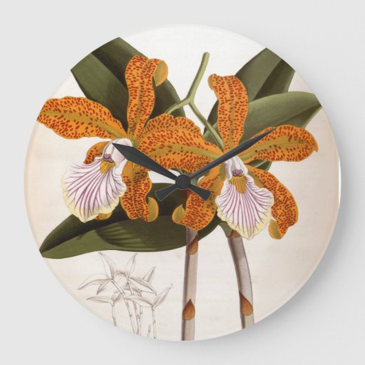 Cattleya Velutina  Lindenia Orchid Grote Klok (Voorkant)