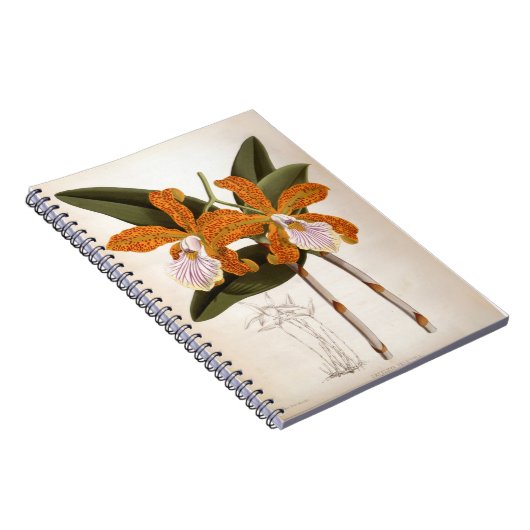 Cattleya Velutina  Lindenia Orchid Notitieboek (Rechterzijde)