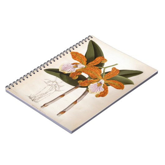 Cattleya Velutina  Lindenia Orchid Notitieboek (Linkerzijde)