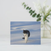 Catwalk CC0093 Briefkaart (Staand voorkant)