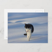 Catwalk CC0093 Briefkaart (Voorkant / Achterkant)