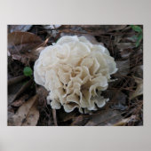 Cauliflower Fungus Poster (Voorkant)