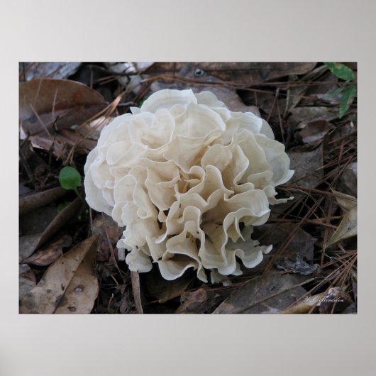 Cauliflower Fungus Poster (Voorkant)