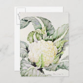 Cauliflower Study 1993 Briefkaart (Voorkant / Achterkant)