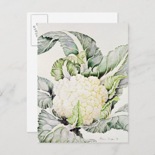 Cauliflower Study 1993 Briefkaart (Voorkant / Achterkant)