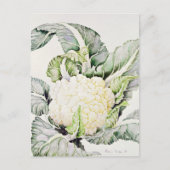 Cauliflower Study 1993 Briefkaart (Voorkant)