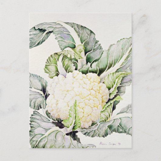 Cauliflower Study 1993 Briefkaart (Voorkant)