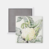 Cauliflower Study 1993 Magneet (Voorkant / Achterkant)