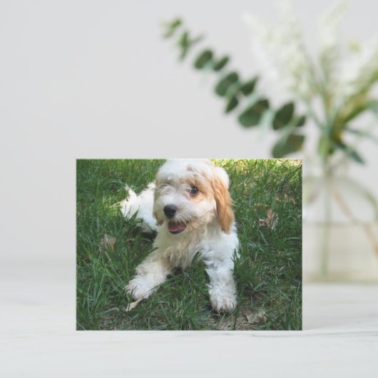 Cavachon Briefkaart, voeg uw Dog Foto toe Briefkaart (Staand voorkant)