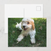 Cavachon Briefkaart, voeg uw Dog Foto toe Briefkaart (Voorkant / Achterkant)