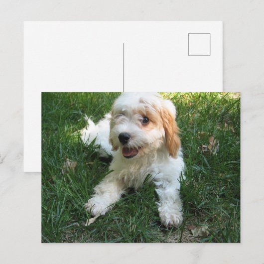 Cavachon Briefkaart, voeg uw Dog Foto toe Briefkaart (Voorkant / Achterkant)