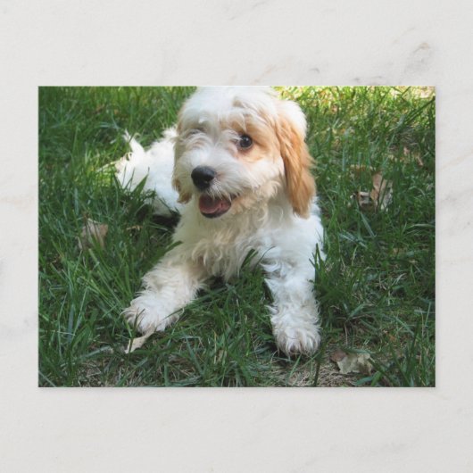 Cavachon Briefkaart, voeg uw Dog Foto toe Briefkaart (Voorkant)