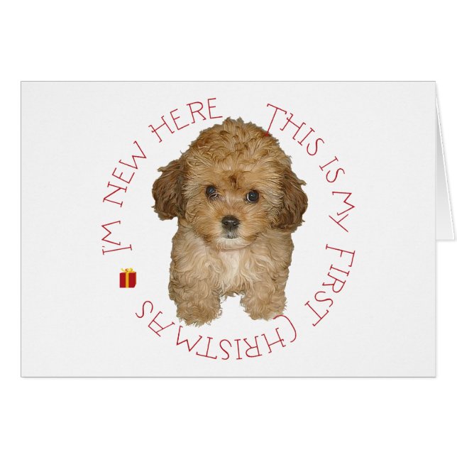 Cavachon Puppy Eerste Kerstmis (Voorkant Horizontaal)