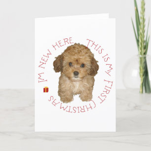 Cavachon Puppy Eerste Kerstmis Feestdagen Kaart