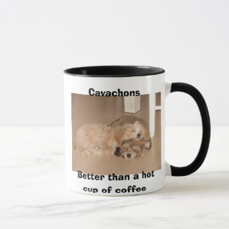 Cavachons beter dan een warme kop koffie