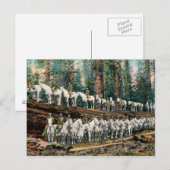 Cavalerie Troop op Redwood Tree  Briefkaart (Voorkant / Achterkant)
