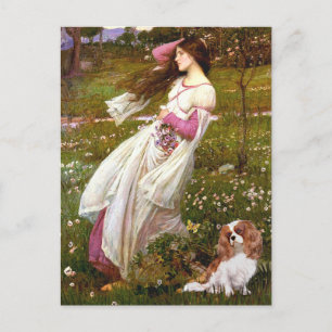Cavalier 2 (Bl) - Windflowers Briefkaart