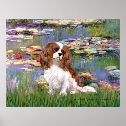 Cavalier 2 (Blenheim) - Waterlelies 2 Poster (Voorkant)