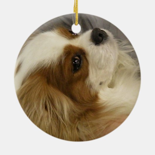 Cavalier Cocker Spaniel Ornament (Achterkant)