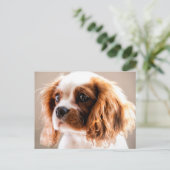 Cavalier king briefkaart (Staand voorkant)