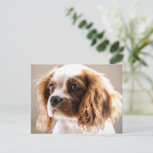 Cavalier king briefkaart (Staand voorkant)